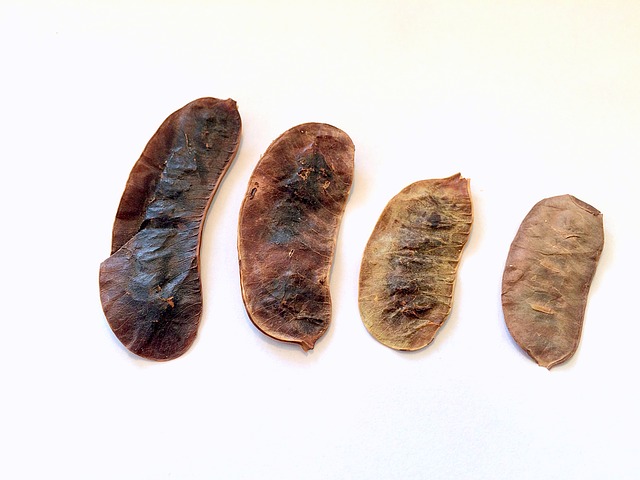 plody stromu senna